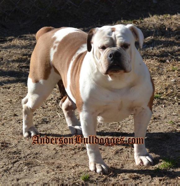 Anderson's Sexie Sadie | Olde English Bulldogge 