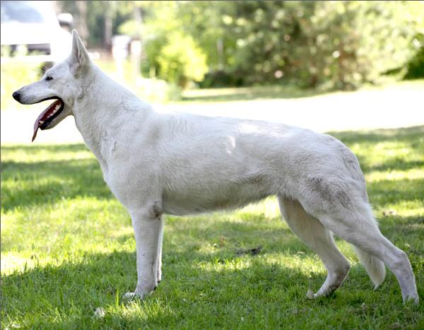 Olivia Onyx van Vlerckensteyn | White Swiss Shepherd Dog 