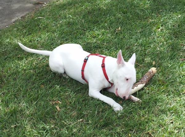 Dante | Bull Terrier 