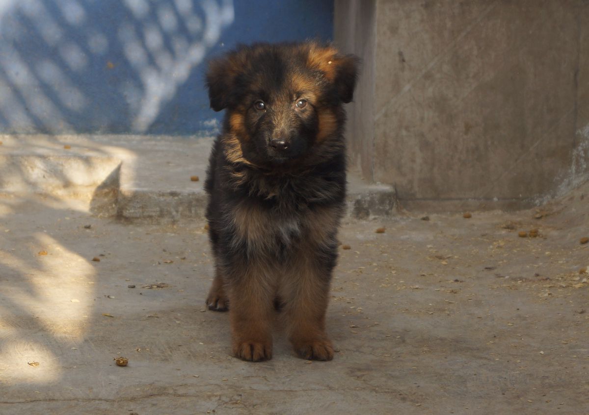 Zocco de las Acacias | German Shepherd Dog 