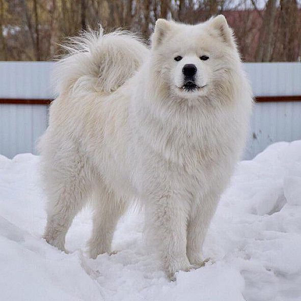 GERY TSARITSA GOR | Samoyed 