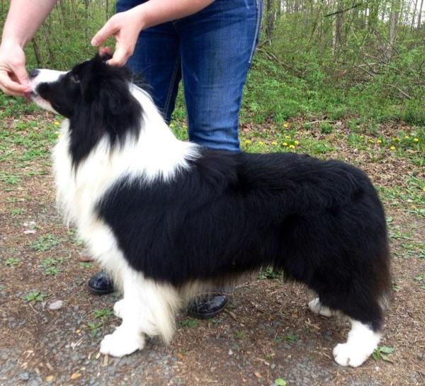 Avatar's Man on First of Bayshore | Border Collie 