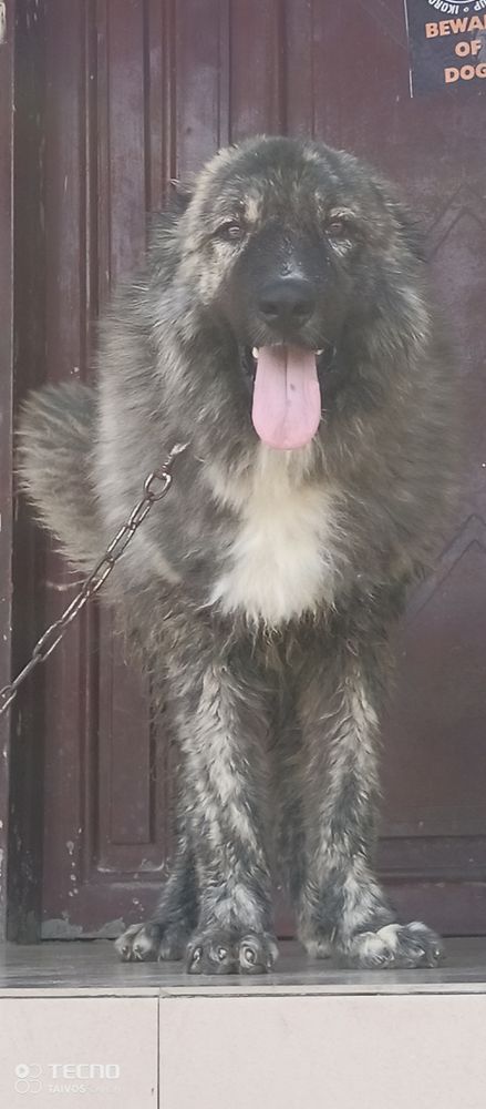 ROBIN of Dêrôyâlpâwzkênnêl | Caucasian Mountain Dog 