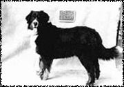 Cissy vom Halleschen Tor | Bernese Mountain Dog 