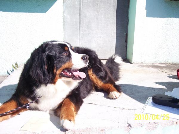 Doloress Kalnu magija | Bernese Mountain Dog 