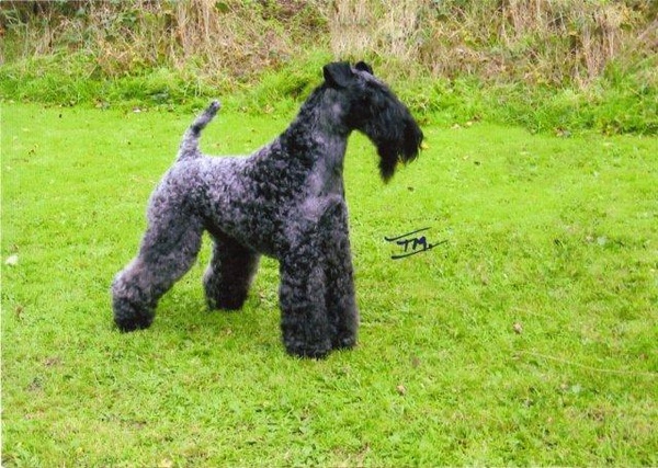 Kamaghan Mr Balistic | Kerry Blue Terrier 