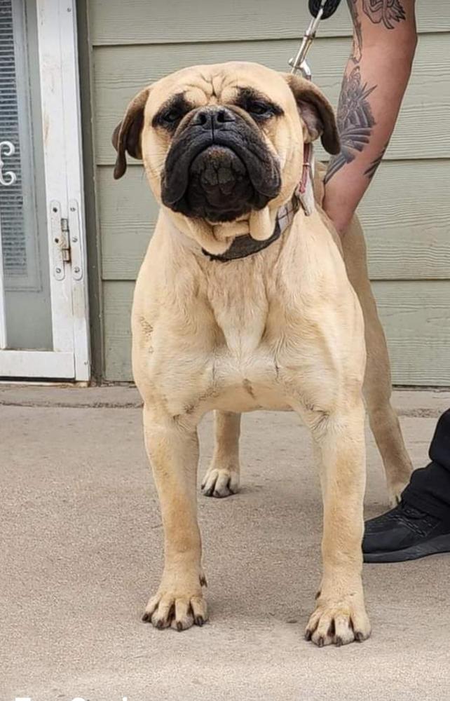 HOME OF GUARDIANS ROTTEN BONNI | Bullmastiff 