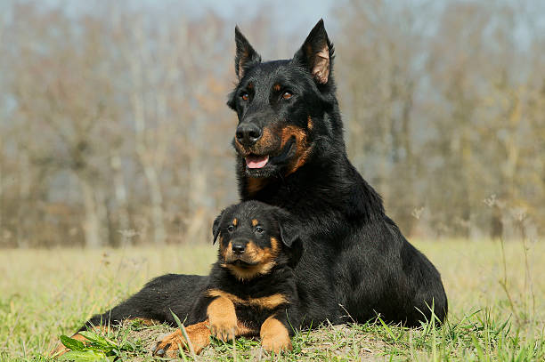 Beauceron
