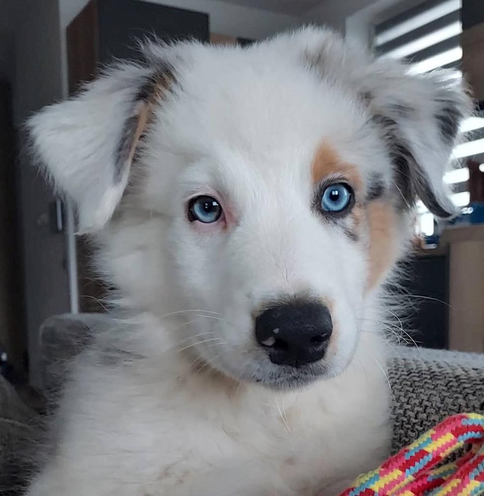 SORADEL Dream Dancer | Australian Shepherd 