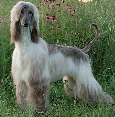 Winsong Hollywood Park | Afghan Hound 