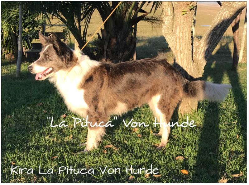 KIRA LA PITUCA VON HUNDE | Border Collie 