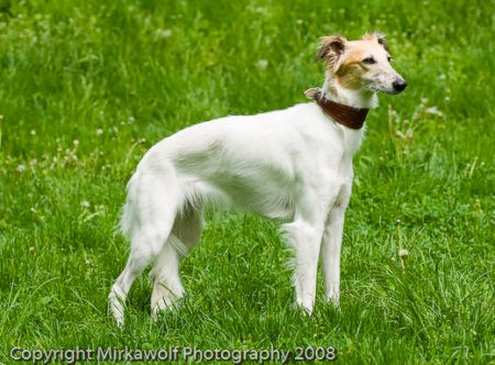 Darling Beami Šahrak | Whippet 