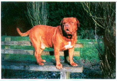 Idem Del Matachin | Dogue de Bordeaux 