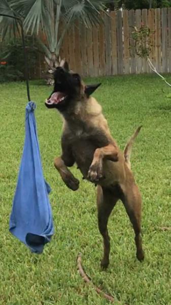 Xena Von Ayce | Belgian Malinois 