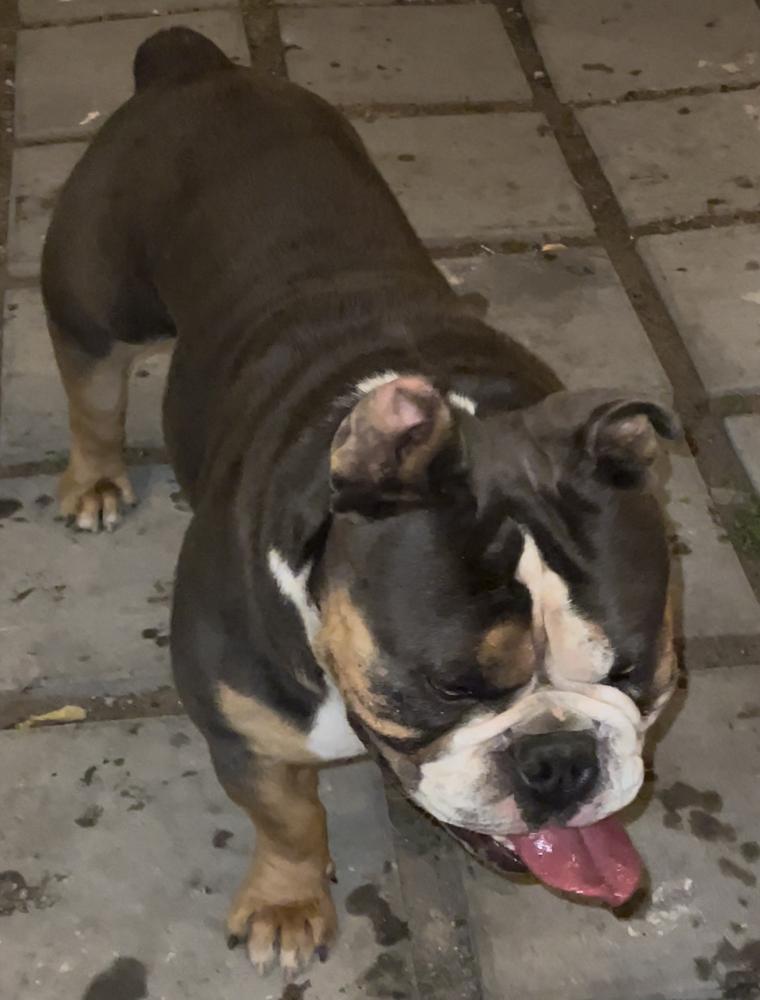 De Los Angeles Vader | Olde English Bulldogge 