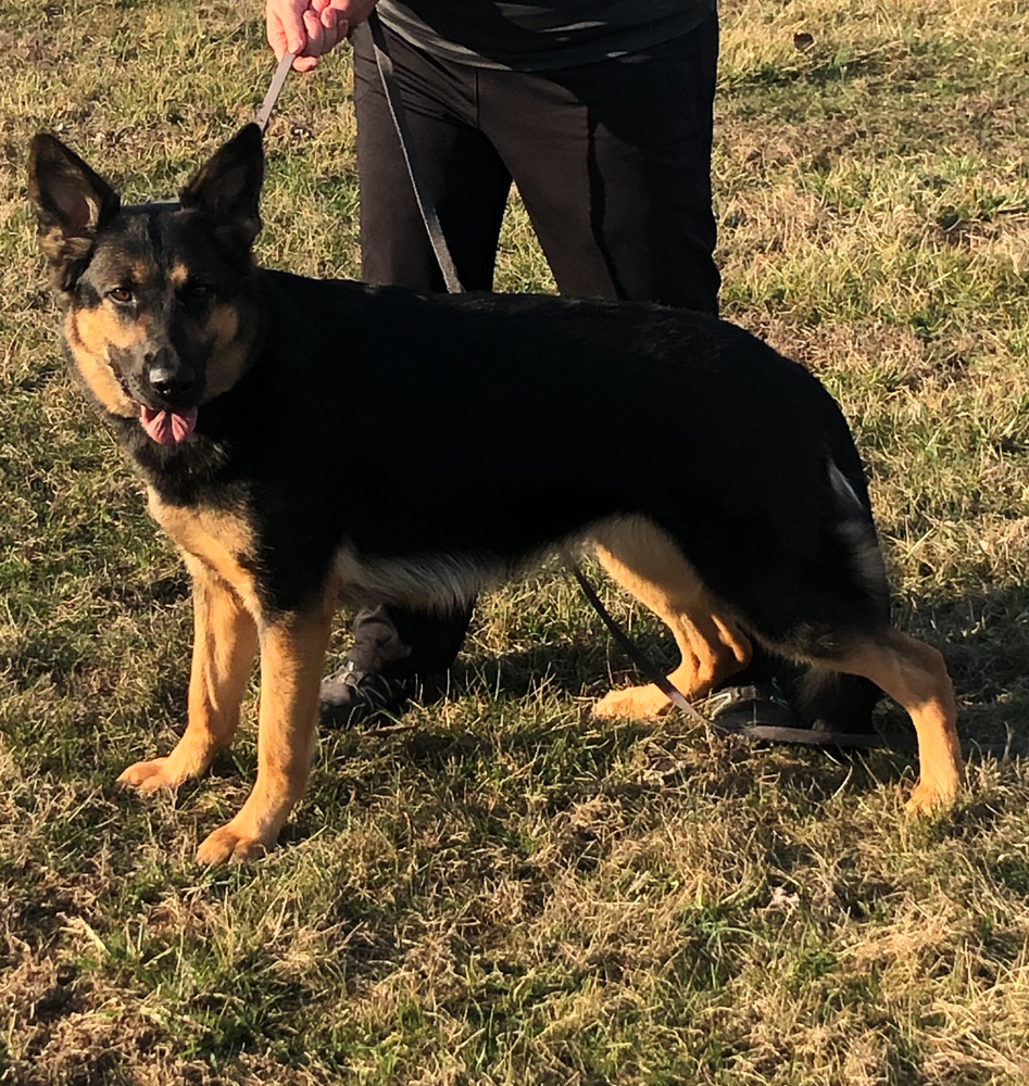 Ember Von Der Herzen Haus | German Shepherd Dog 