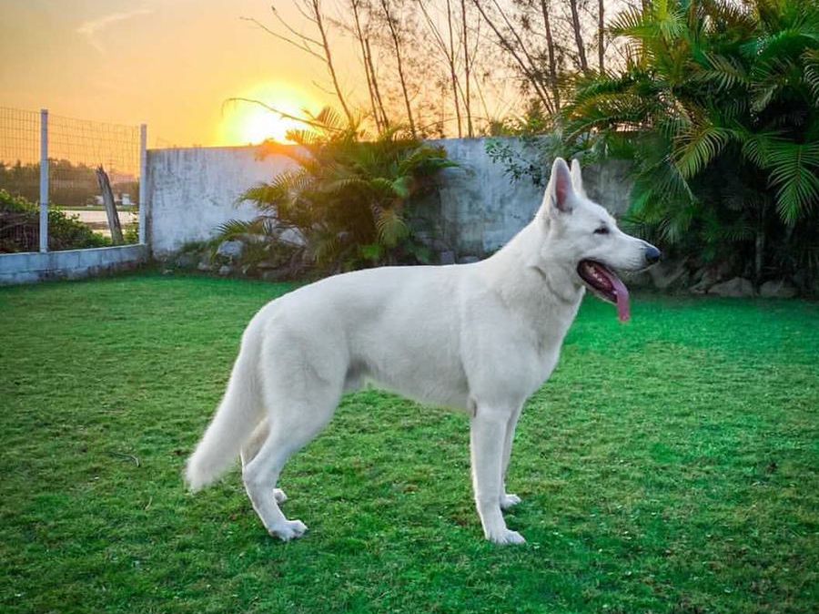 Lobo House Stark Of Novo Tempo | White Swiss Shepherd Dog 