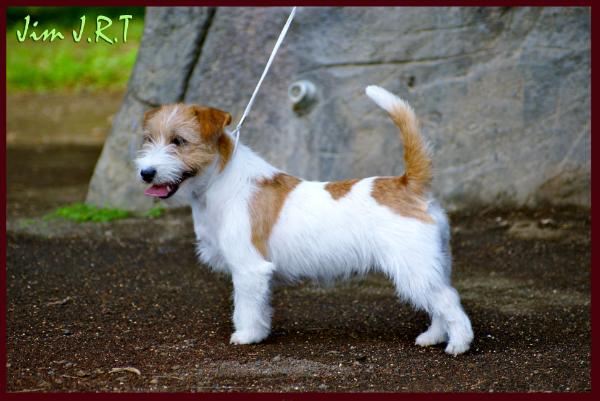 Dewin Samanta Jones | Jack Russell Terrier 