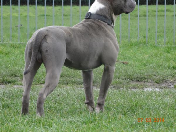 MONSTERBULLS SILVER BULLET of BRAVEHEART | American Bulldog 