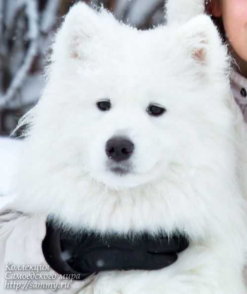 ZEST FOR LIFE Marika Mona Modesta | Samoyed 