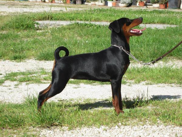 Hotshot to Salento | Miniature Pinscher 