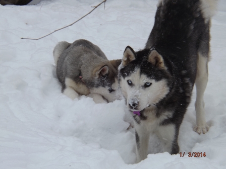 Bond's Tinkerbell | Siberian Husky 