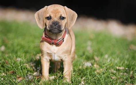 Mixed Breed Dogs