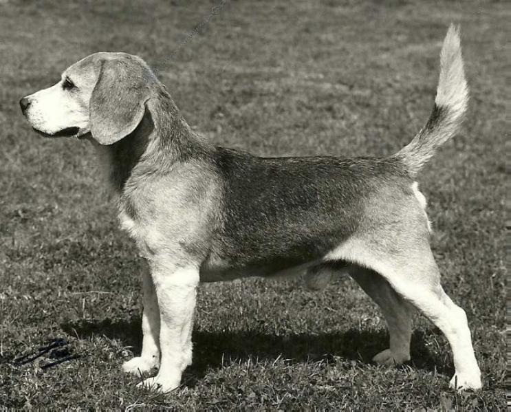 Rossut Triumphant | Beagle 