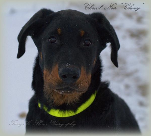 Darya z Babanovho vrska | Beauceron 