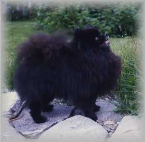 Chaolee's Challe | Pomeranian 