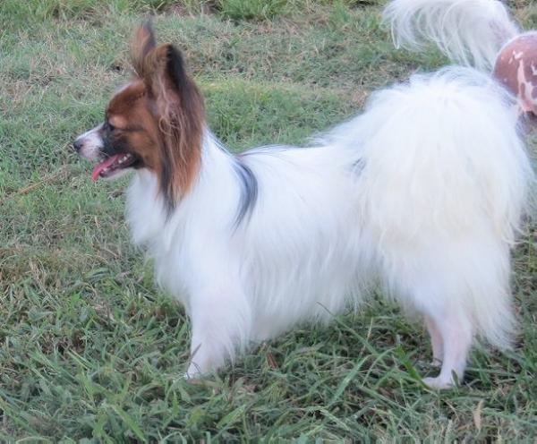 KenMar Victory Dance Party At Bleuell | Papillon 