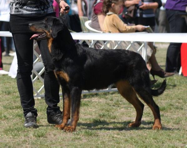 Claire l'Ami Noir | Beauceron 