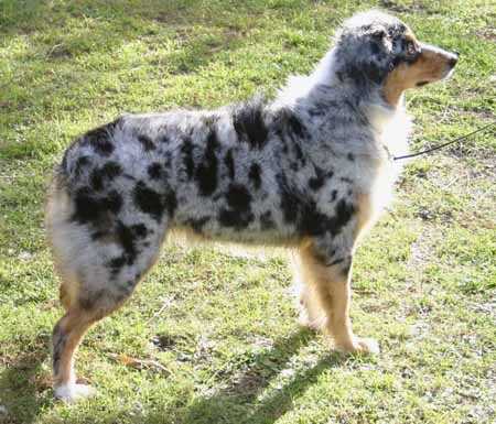 Soundtrack's Full Tilt Boogie | Australian Shepherd 