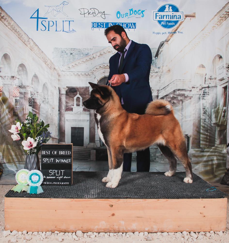 Stecal's Blazing Fyre | Akita 