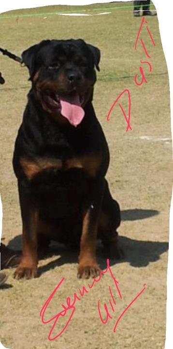 Tiwana's Dasti Sunny Gill | Rottweiler 