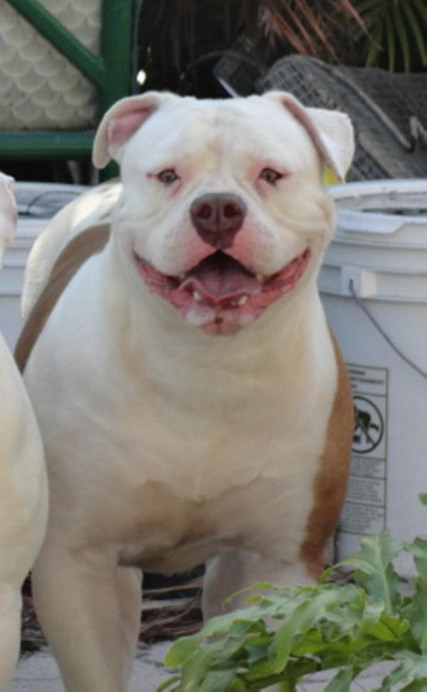 Mia lopez | American Bulldog 