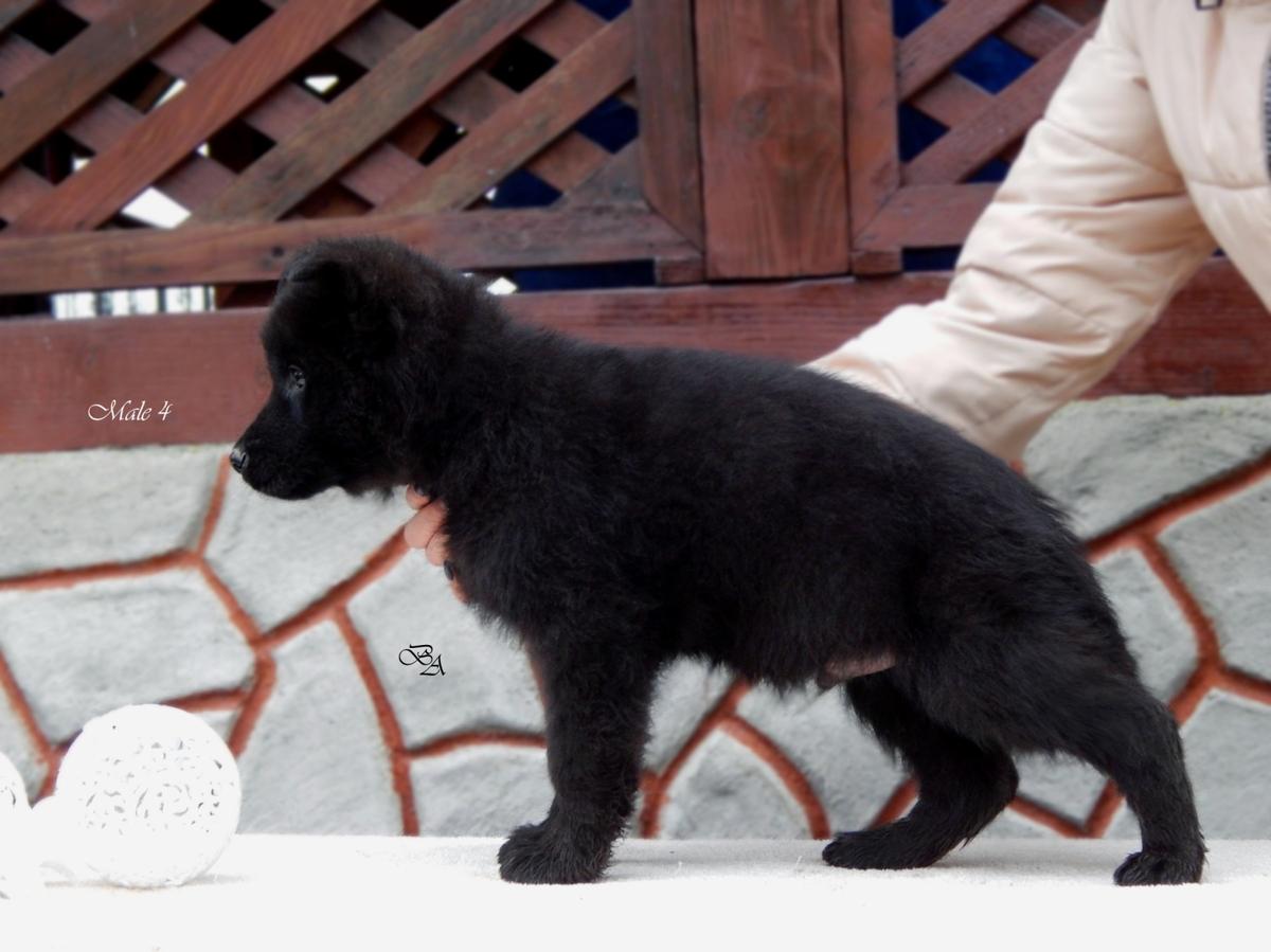 Versailles Lemberg Antares | German Shepherd Dog 