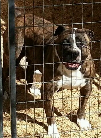 Preacher's Scully of Aztec Bullyz | American Bulldog 