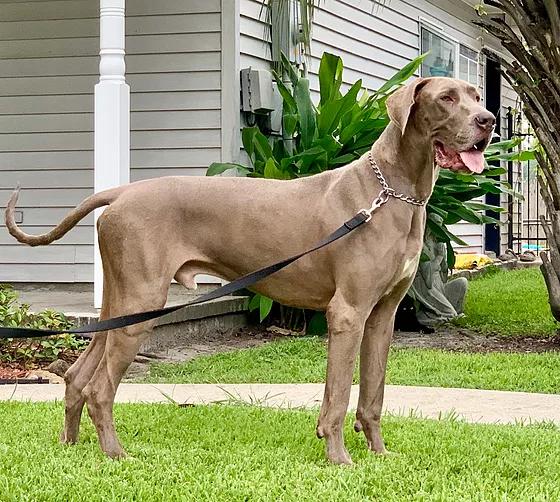 Sapphire Howze Of Danes' Beaux Of Kings Guardian | Great Dane 