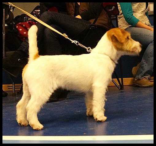 Kattegat Dashing | Jack Russell Terrier 