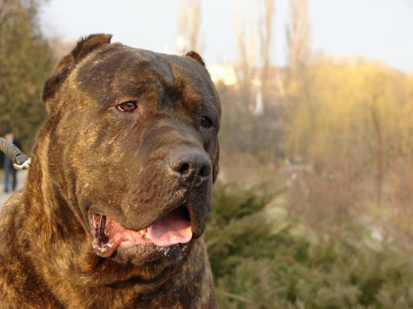 Gorgey Ore-Amigo | Perro de Presa Canario 