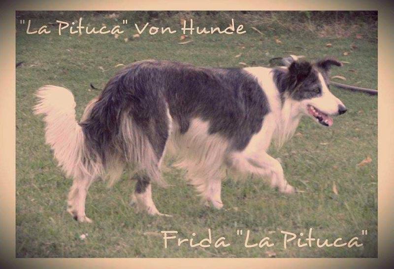 FRIDA LA PITUCA VON HUNDE | Border Collie 