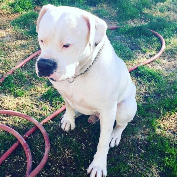 Tank Adonis Faichild | American Bulldog 