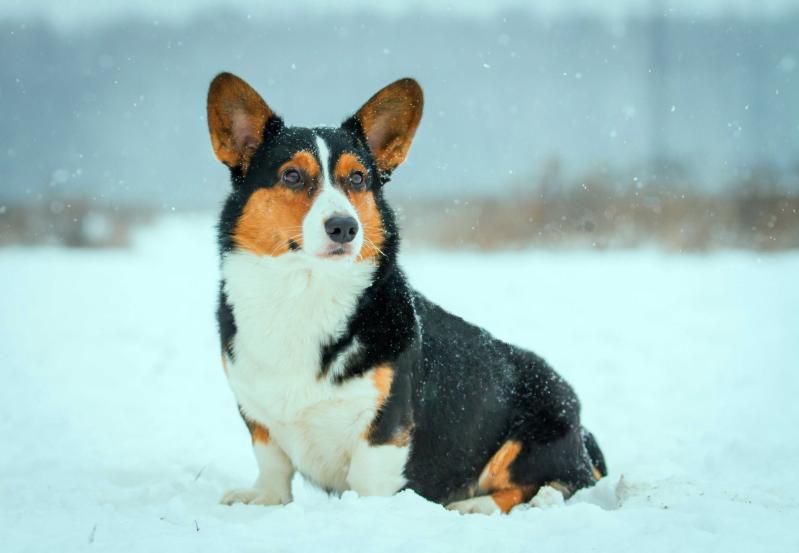 Zhakardy Aivengo | Cardigan Welsh Corgi 