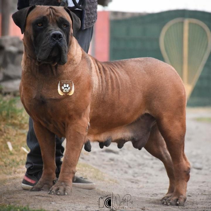 TOSLAND JOJO | African Boerboel 