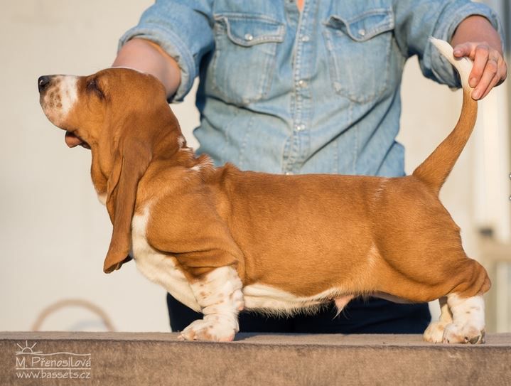 Zidane Lady Barnett's | Basset Hound 