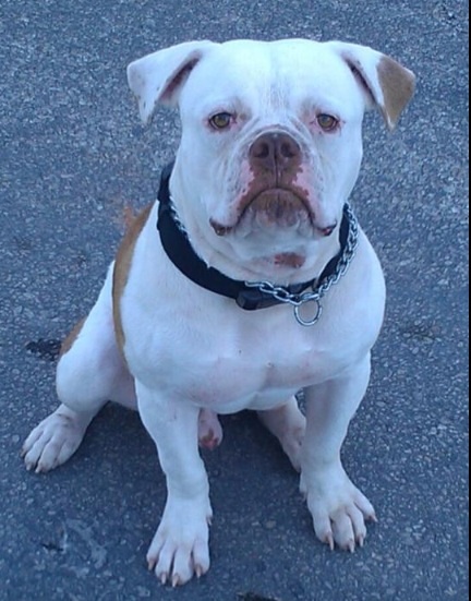 SunSet Bullies Jax of Matt Ortize | American Bulldog 