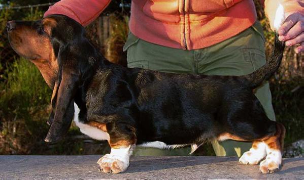 Black Tuxedo Della Luna Caprese | Basset Hound 