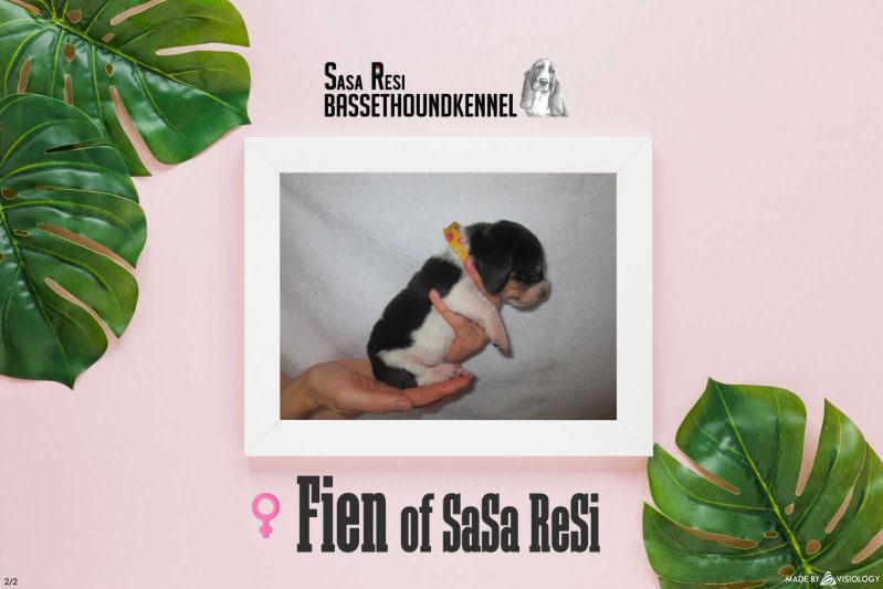 Fien of Sasa Resi | Basset Hound 