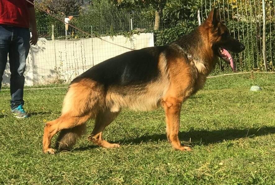 Steve Della Valle Del Liri | German Shepherd Dog 